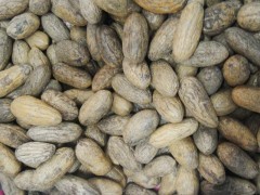 臺州千眼菩提子一手貨源、地攤產(chǎn)品、熱銷產(chǎn)品包郵